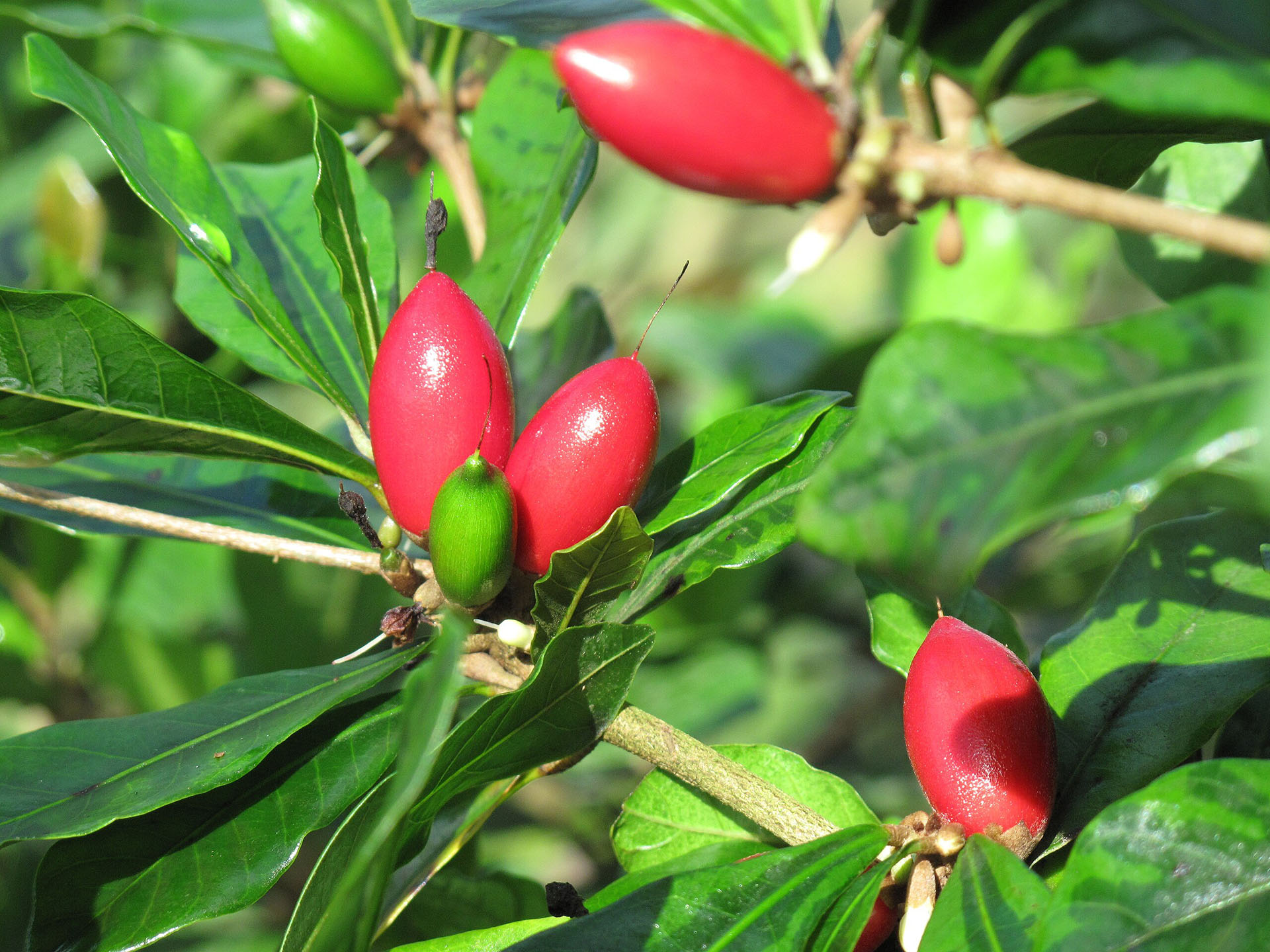 Baie du miracle… et le citron devient sucré - Ghana